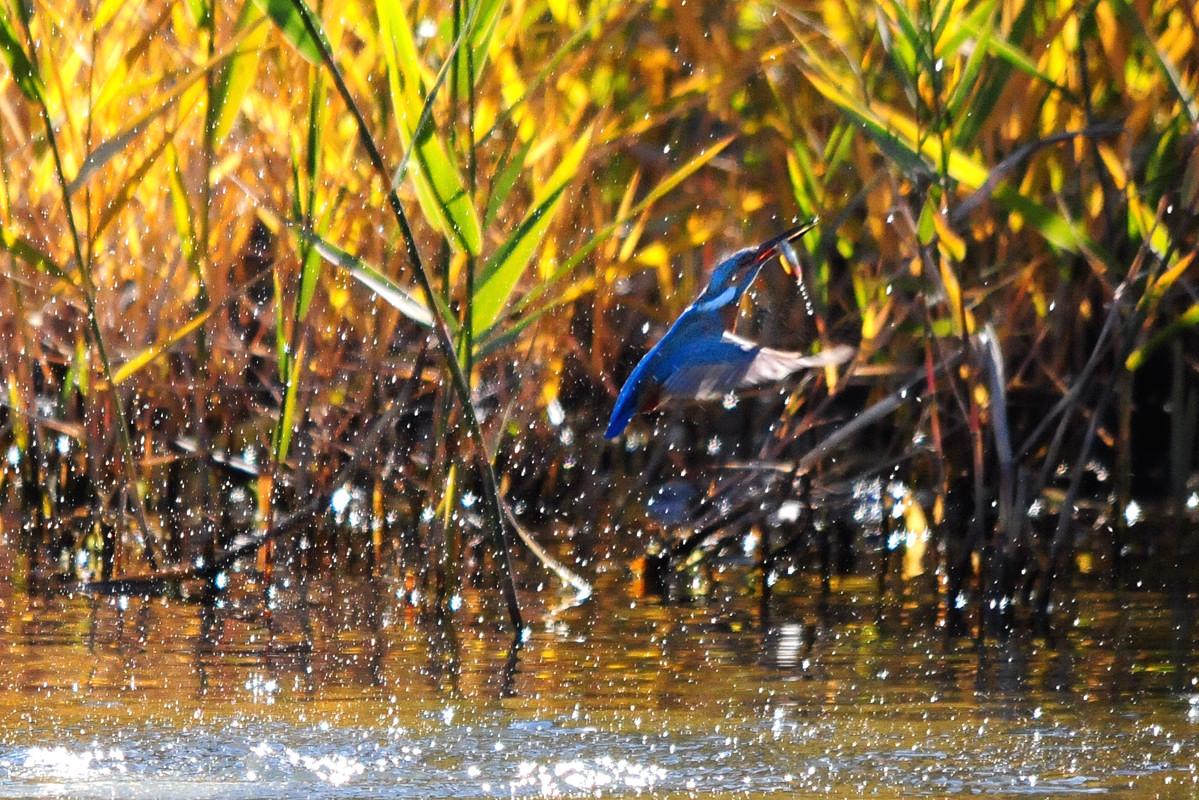 カワセミ写真も逆光で_a0189912_23593086.jpg