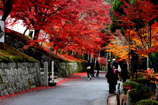 曼殊院　紅葉_e0048413_21363640.jpg