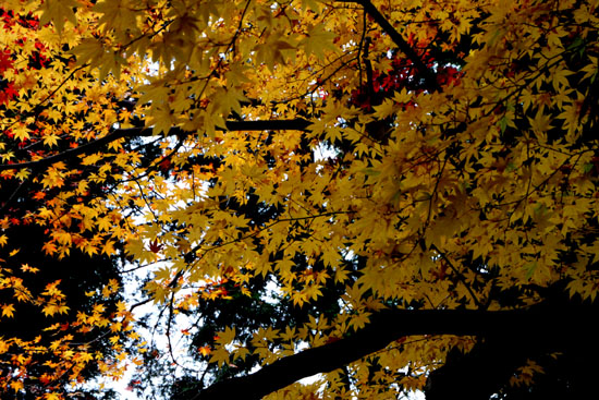 曼殊院 紅葉_e0048413_21371266.jpg