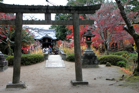 曼殊院 紅葉_e0048413_21372477.jpg