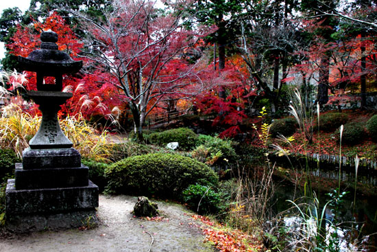 曼殊院 紅葉_e0048413_21373781.jpg