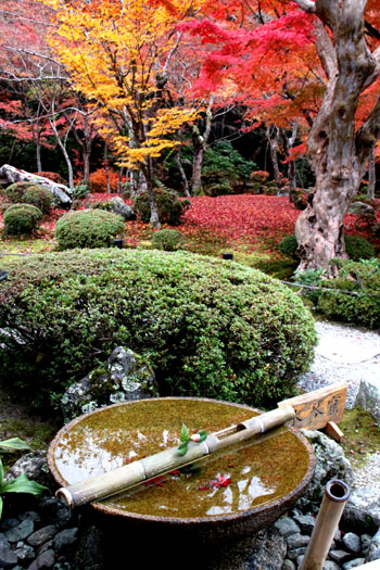 園光寺 紅葉_e0048413_22413789.jpg