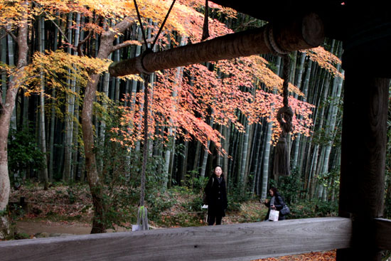 園光寺 紅葉_e0048413_2242813.jpg