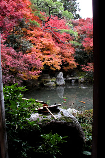 蓮華寺 紅葉終盤_e0048413_23425611.jpg