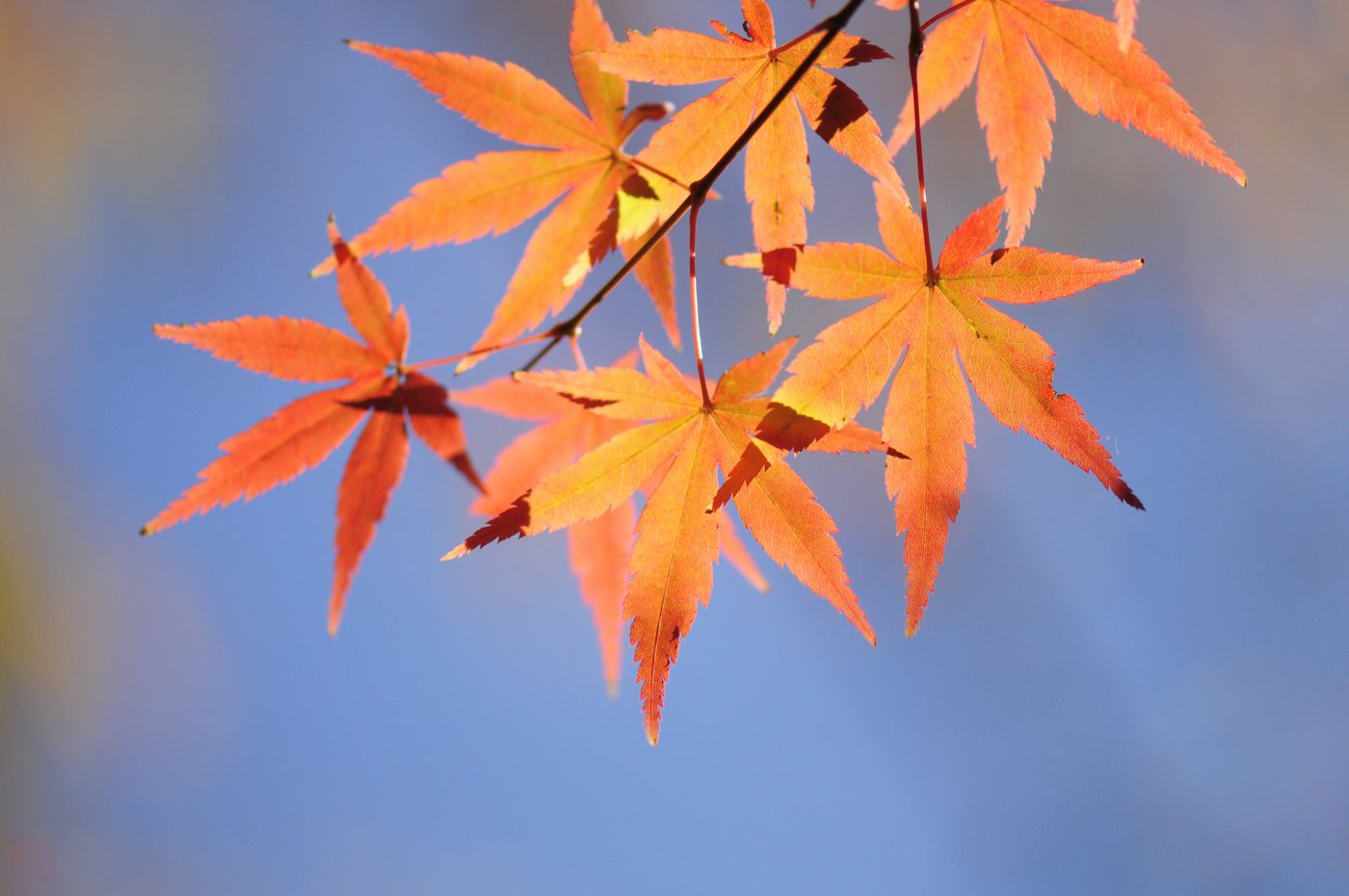 小石川後楽園の紅葉_f0133213_20203434.jpg