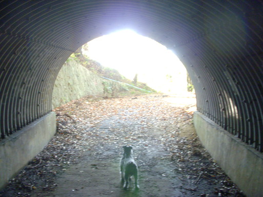 e0109622_173637.jpg