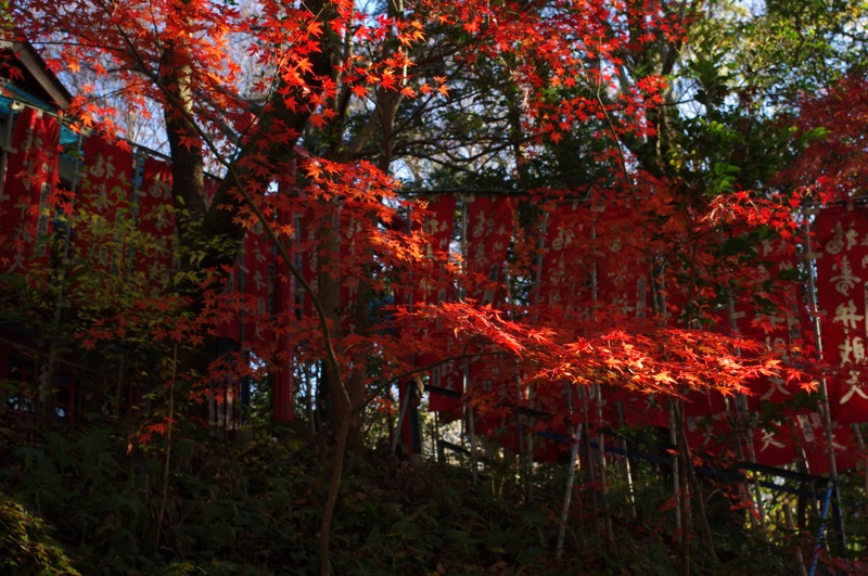 紅葉　（震生湖2011-12）_f0160222_21232193.jpg