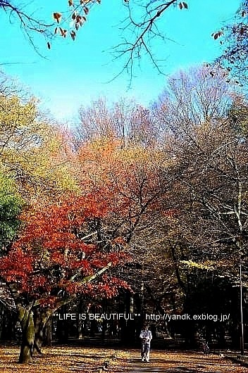 *紅葉散歩*_d0083623_22401046.jpg