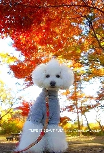 *紅葉散歩*_d0083623_22413124.jpg