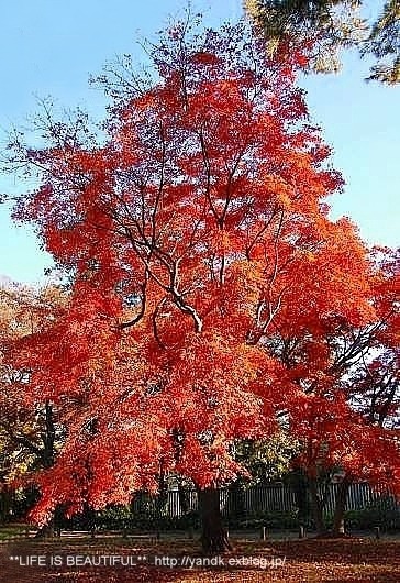 *紅葉散歩*_d0083623_22414339.jpg
