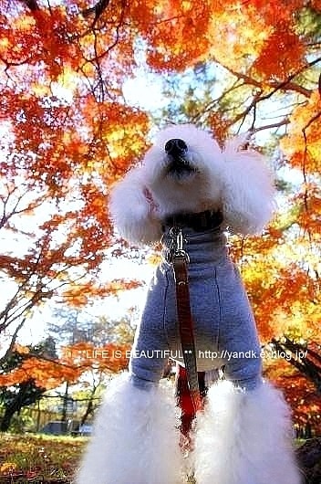 *紅葉散歩*_d0083623_22561625.jpg