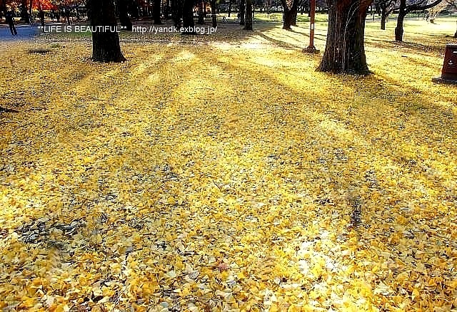 *紅葉散歩*_d0083623_2258135.jpg
