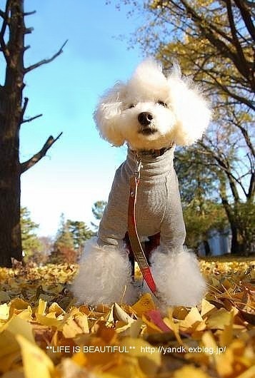 *紅葉散歩*_d0083623_22582553.jpg