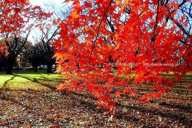 *紅葉散歩*_d0083623_232372.jpg