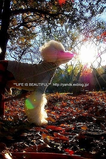 *紅葉散歩*_d0083623_233131.jpg