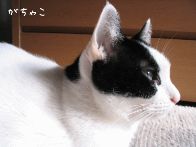 a0166338_14515690.gif