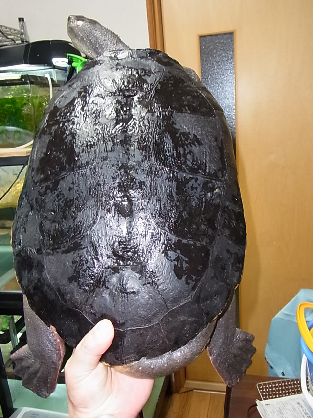e0119439_22231195.jpg