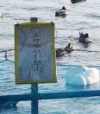 c0204740_19882.jpg