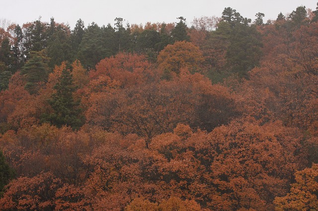 全山紅葉_c0155950_0351033.jpg