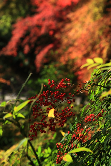 正暦寺 紅葉_a0176855_2203917.jpg