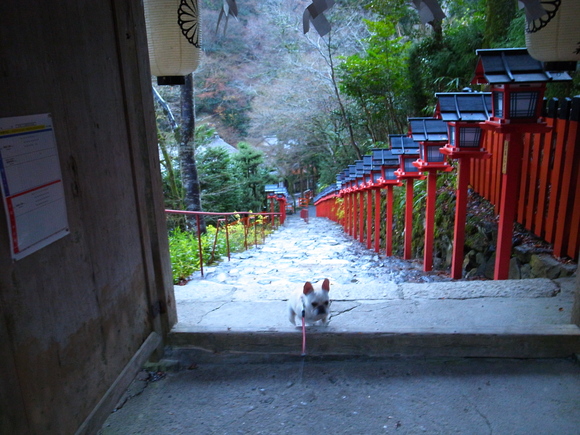 ピカピカ金閣寺とタバコ屋の看板犬_c0081363_1730365.jpg