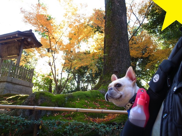 ピカピカ金閣寺とタバコ屋の看板犬_c0081363_17521578.jpg