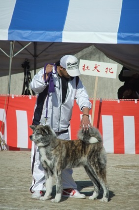 秋田犬展覧会_d0069964_2174933.jpg