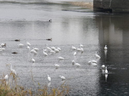 武庫川の水鳥_e0143671_11322658.jpg