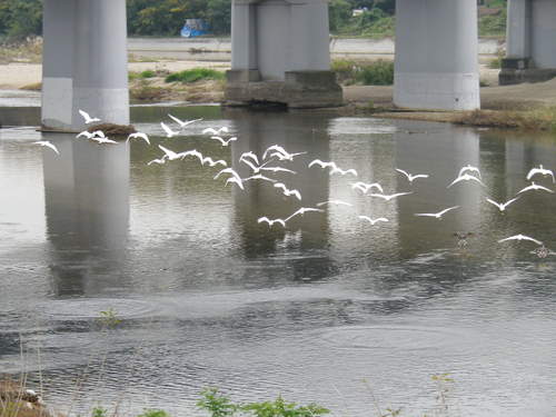 武庫川の水鳥_e0143671_11324795.jpg