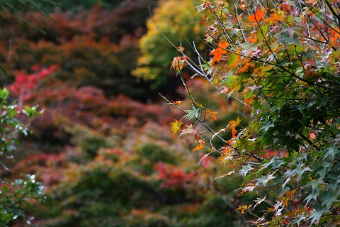 嵐山撮影会　3_f0014971_154664.jpg