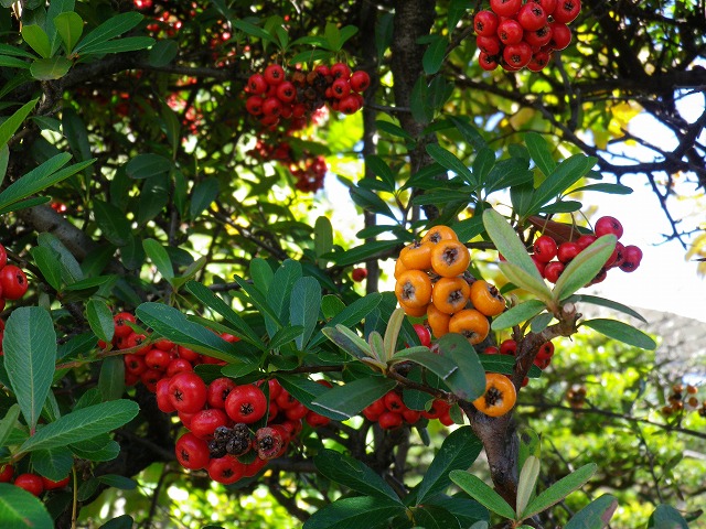 ピラカンサ Pyracantha の実 自然風の自然風だより ピラカンサ Pyracantha の実 自然風の自然風だより