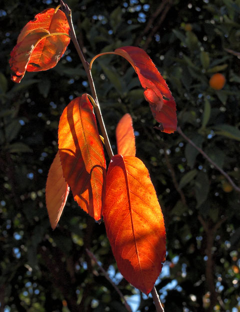 c0002682_1126833.jpg