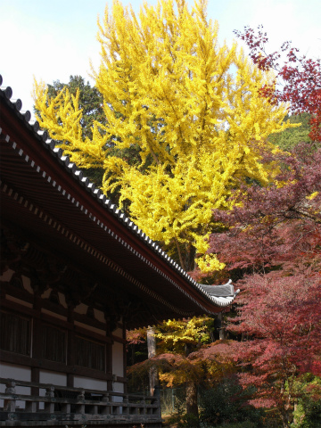 醍醐寺境内_f0197985_17411387.jpg