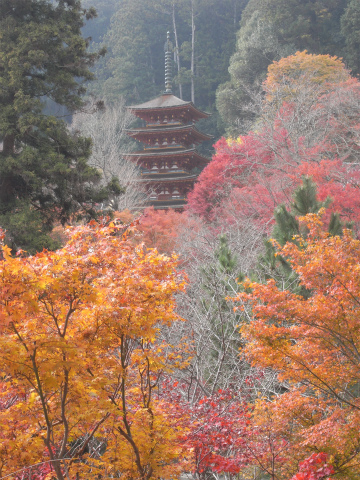 長谷寺の紅葉_f0197985_8564973.jpg