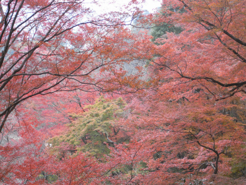 長谷寺の紅葉_f0197985_8572928.jpg