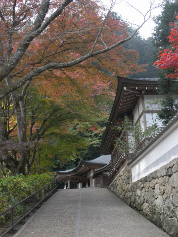 長谷寺の紅葉_f0197985_857523.jpg