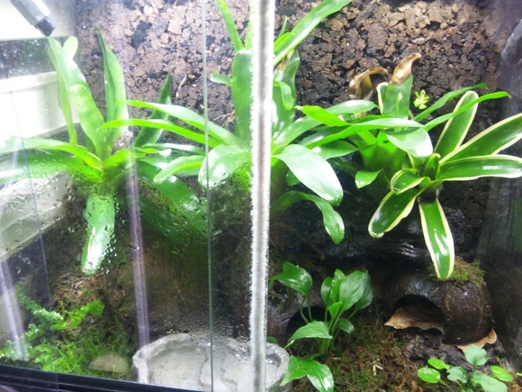 ビバリウム かえる部屋 ビバリウム かえる部屋