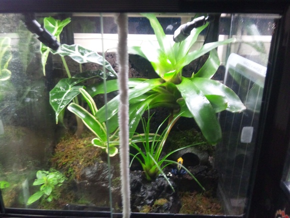 ビバリウム かえる部屋 ビバリウム かえる部屋