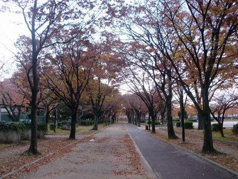 大阪城ランニング　紅葉写真集　12月４日（日）ＲＵＮ：39ｋｍ_b0176192_1235863.jpg