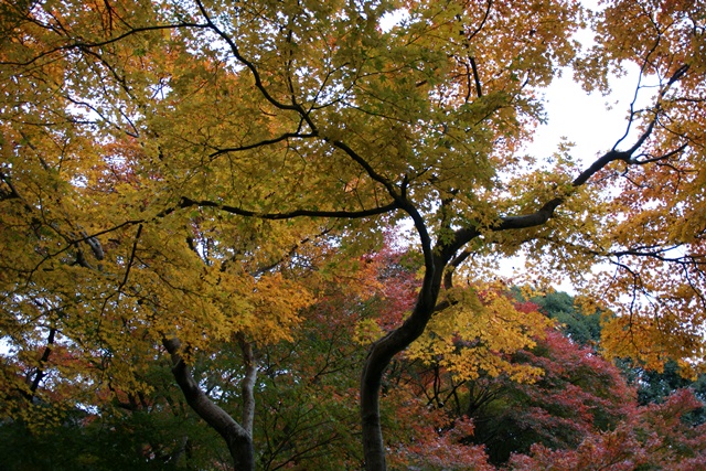 さすがです。紅葉も最高です。清水寺を訪ねました_d0181492_21395553.jpg