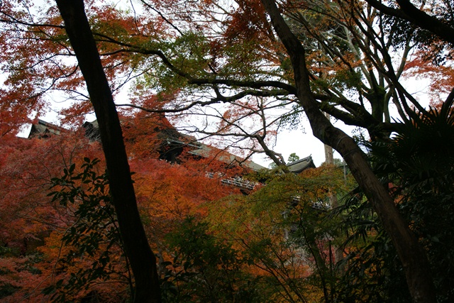 さすがです。紅葉も最高です。清水寺を訪ねました_d0181492_2144426.jpg