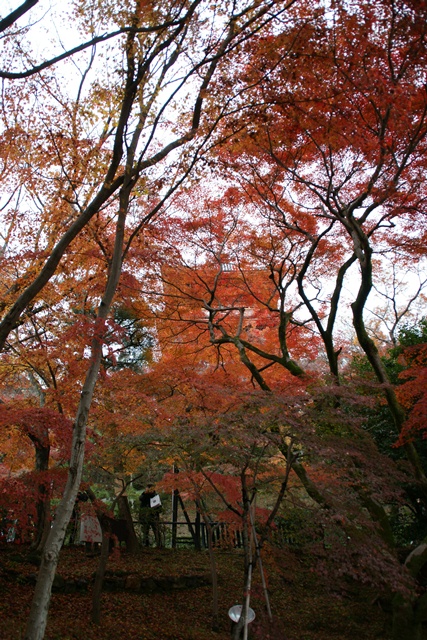 さすがです。紅葉も最高です。清水寺を訪ねました_d0181492_21561282.jpg