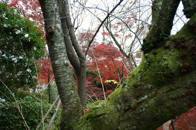 さすがです。紅葉も最高です。清水寺を訪ねました_d0181492_21565750.jpg