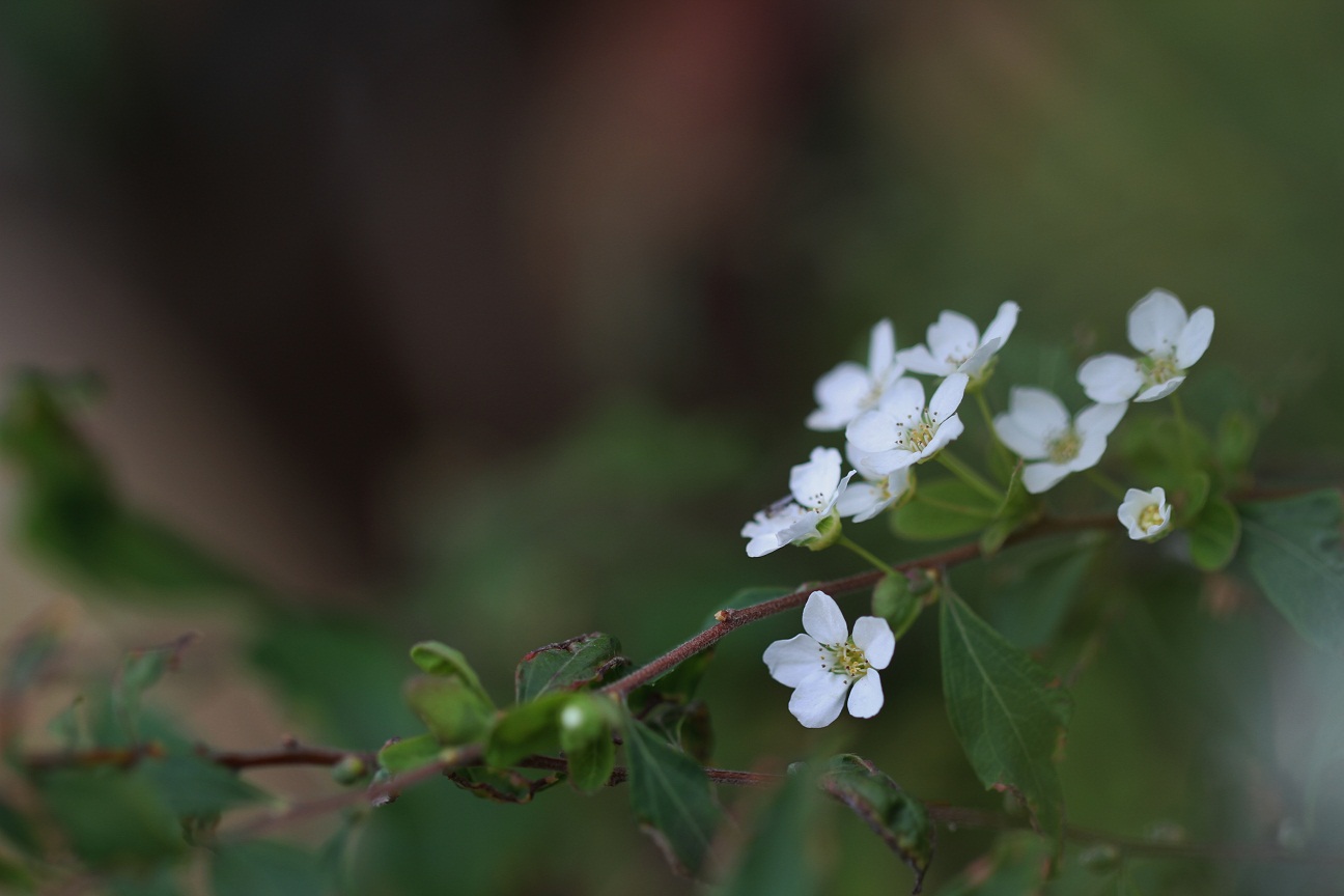 初冬の返り花　　　　≪　　　ユキヤナギ　　　≫_a0140000_2123859.jpg