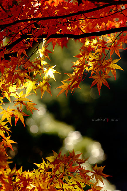 autumn colors..*_f0228502_1920376.jpg