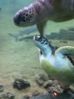 水族館_d0248509_18561780.jpg