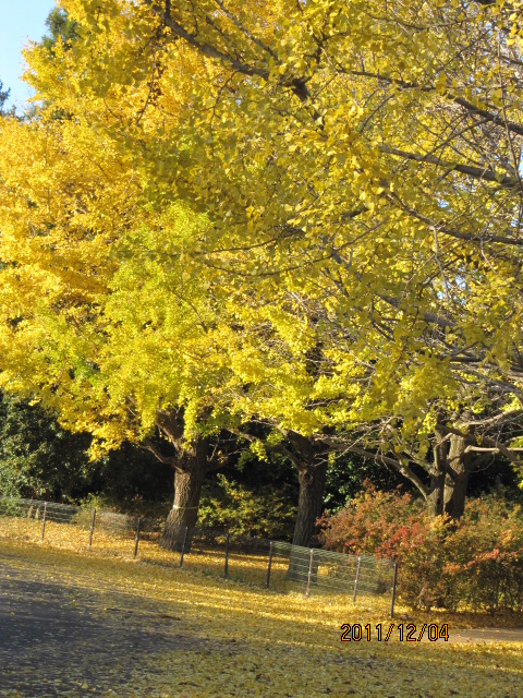 c0200916_22413388.jpg