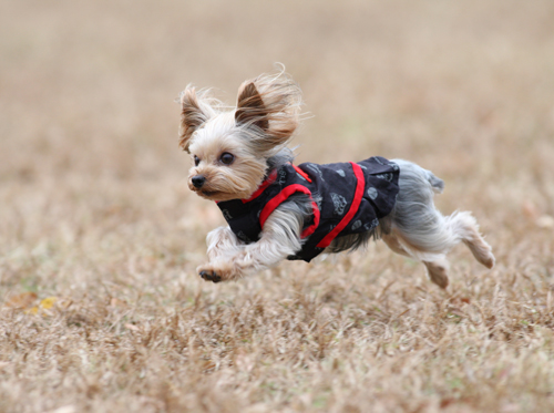 六甲アイランドで飛行犬撮影会_e0196319_19551538.jpg