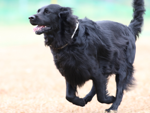 六甲アイランドで飛行犬撮影会_e0196319_2013766.jpg