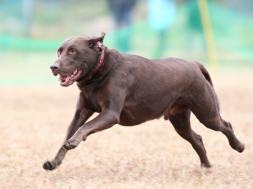 六甲アイランドで飛行犬撮影会_e0196319_2023851.jpg